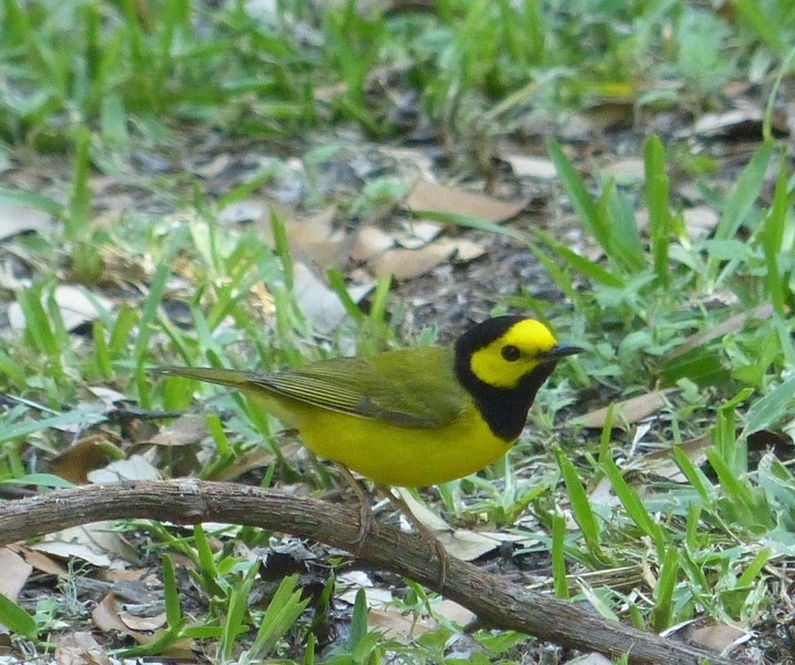 Hooded Warbler